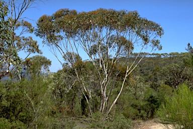 APII jpeg image of Eucalyptus multicaulis  © contact APII