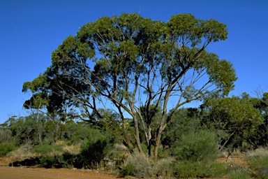 APII jpeg image of Eucalyptus horistes  © contact APII