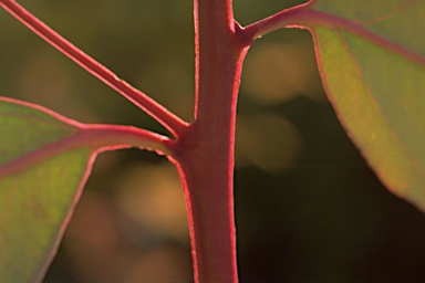 APII jpeg image of Eucalyptus camaldulensis subsp. camaldulensis  © contact APII