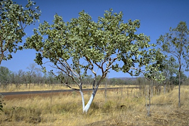 APII jpeg image of Eucalyptus pantoleuca  © contact APII