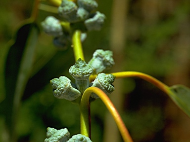 APII jpeg image of Eucalyptus globulus subsp. bicostata  © contact APII