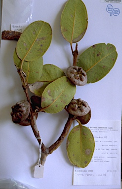 APII jpeg image of Eucalyptus preissiana subsp. lobata  © contact APII
