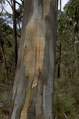 APII jpeg image of Eucalyptus cypellocarpa  © contact APII