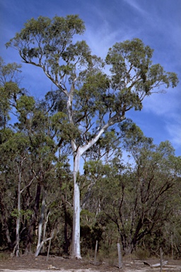 APII jpeg image of Eucalyptus amplifolia subsp. amplifolia  © contact APII