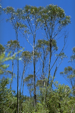 APII jpeg image of Eucalyptus approximans  © contact APII