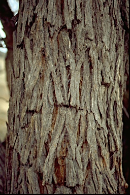 APII jpeg image of Eucalyptus aromaphloia  © contact APII