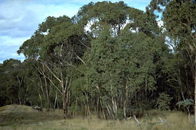 APII jpeg image of Eucalyptus camphora subsp. humeana  © contact APII