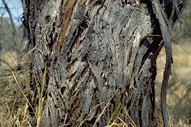 APII jpeg image of Eucalyptus camphora  © contact APII
