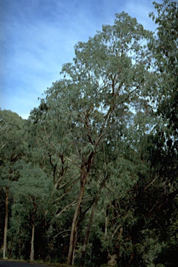 APII jpeg image of Eucalyptus chapmaniana  © contact APII