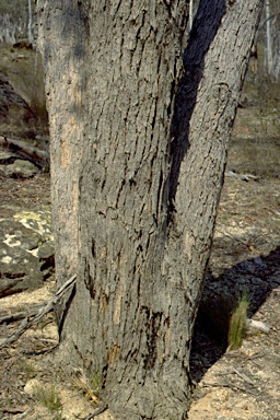 APII jpeg image of Eucalyptus corticosa  © contact APII