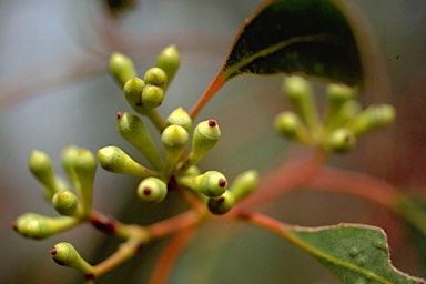 APII jpeg image of Eucalyptus fasciculosa  © contact APII