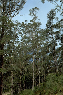 APII jpeg image of Eucalyptus fastigata  © contact APII