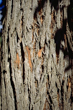 APII jpeg image of Eucalyptus fulgens  © contact APII