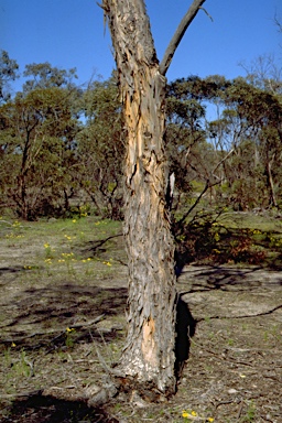 APII jpeg image of Eucalyptus leucoxylon subsp. stephaniae  © contact APII