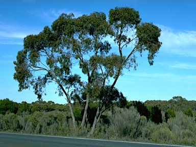 APII jpeg image of Eucalyptus leucoxylon subsp. stephaniae  © contact APII