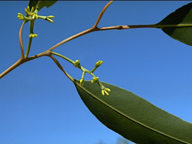APII jpeg image of Eucalyptus maculata  © contact APII