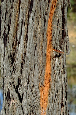 APII jpeg image of Eucalyptus macrorhyncha  © contact APII