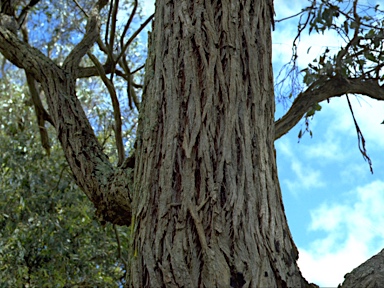 APII jpeg image of Eucalyptus mischophylla  ?  © contact APII