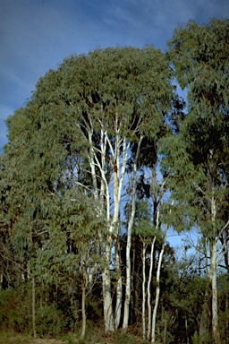 APII jpeg image of Eucalyptus mannifera ?  © contact APII