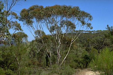APII jpeg image of Eucalyptus multicaulis  © contact APII