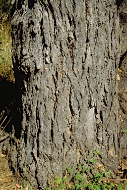 APII jpeg image of Eucalyptus nortonii  © contact APII