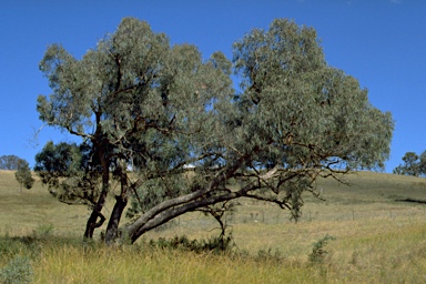 APII jpeg image of Eucalyptus nortonii  © contact APII