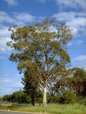 APII jpeg image of Eucalyptus populnea  © contact APII