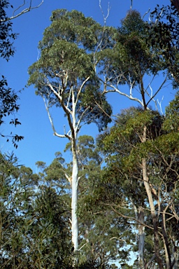 APII jpeg image of Eucalyptus globulus subsp. pseudoglobulus  © contact APII