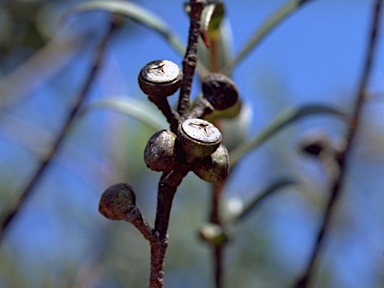 APII jpeg image of Eucalyptus recurva  © contact APII