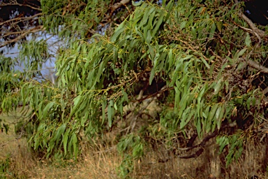 APII jpeg image of Eucalyptus splendens subsp. splendens  © contact APII