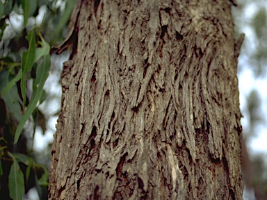 APII jpeg image of Eucalyptus splendens  © contact APII