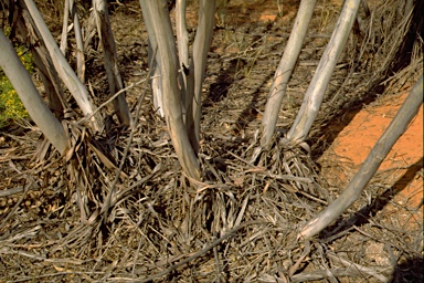APII jpeg image of Eucalyptus dumosa aff ?  © contact APII