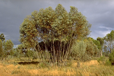 APII jpeg image of Eucalyptus subdita  © contact APII