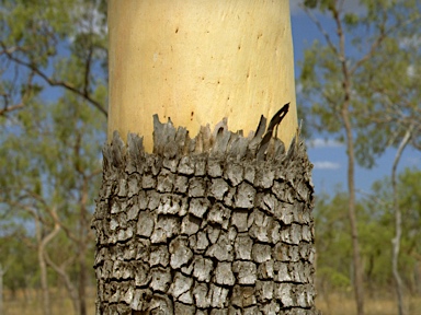 APII jpeg image of Corymbia tessellaris  © contact APII