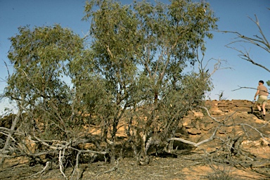 APII jpeg image of Eucalyptus vicina  © contact APII
