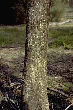APII jpeg image of Eucalyptus wimmerensis  © contact APII