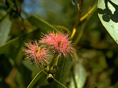 APII jpeg image of Eucalyptus albopurpurea  © contact APII