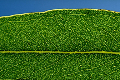 APII jpeg image of Eucalyptus acmenoides  © contact APII