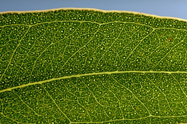 APII jpeg image of Eucalyptus amplifolia / tereticarnis  © contact APII