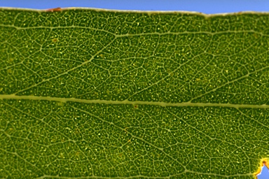 APII jpeg image of Eucalyptus bosistoana  © contact APII