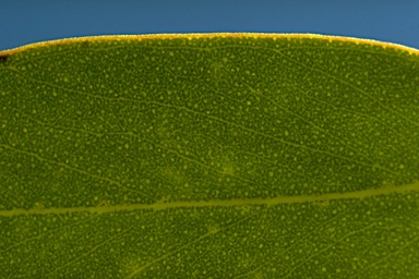 APII jpeg image of Eucalyptus cyanophylla  © contact APII