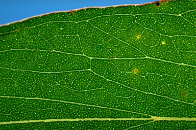 APII jpeg image of Eucalyptus fastigata  © contact APII