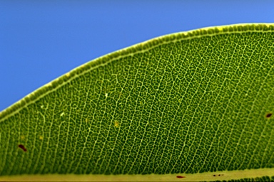 APII jpeg image of Corymbia gummifera  © contact APII
