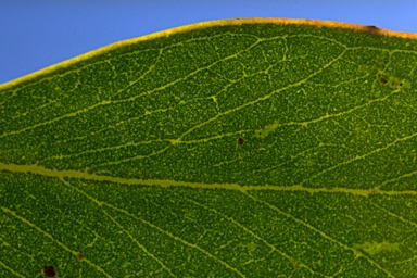 APII jpeg image of Eucalyptus serraensis  © contact APII