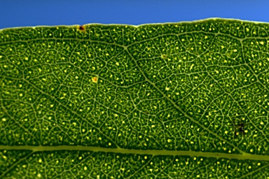 APII jpeg image of Eucalyptus strzeleckii  © contact APII