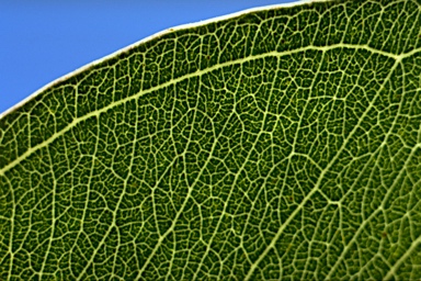 APII jpeg image of Eucalyptus amplifolia / tereticornis  © contact APII