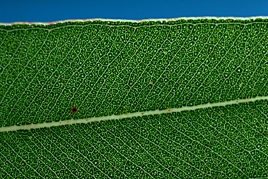 APII jpeg image of Corymbia citriodora  © contact APII