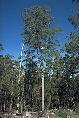 APII jpeg image of Eucalyptus acmenoides  © contact APII