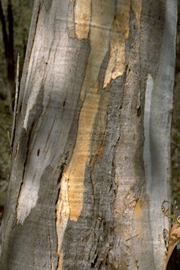 APII jpeg image of Eucalyptus cypellocarpa  © contact APII