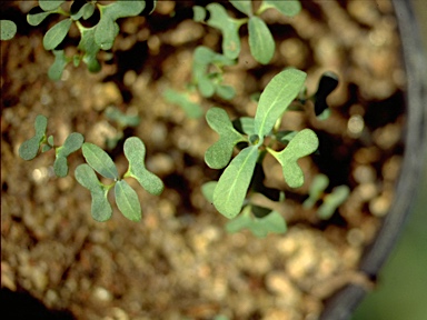 APII jpeg image of Eucalyptus globulus subsp. bicostata  © contact APII